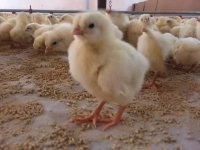 تولید جوجه و مرغ تخم گذار