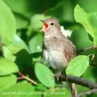 صدای دلنشین بلبل