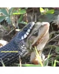 زنده‌خواری مار