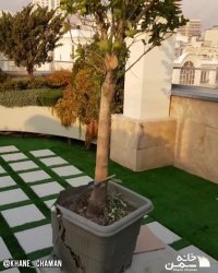 چمن مصنوعی بین سنگی در روف گاردن