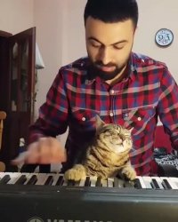 گربه ی خوابالو