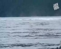 هنر نمایی زیبای نهنگ