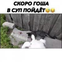 درگیری اردک و گربه