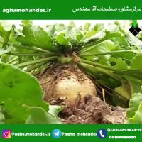 کشت چغندر با آبیاری تیپی