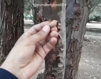 از طبیعت بیاموزیم