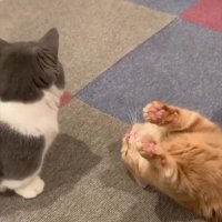 جواد خواجوی - زندگی همین چند ثانیس