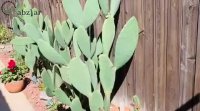 کاکتوس ها و ساکولنت ها