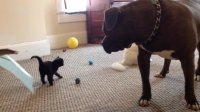 Kitten sees a 100 lb pitbull for the first time, Manny Der APBT
