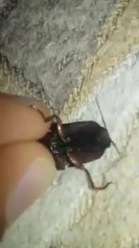 ابوالفضل پیکری