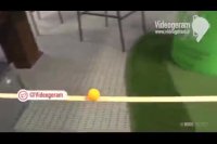 انقد که اینا برای انداختن توپ تو قوطی تلاش کردن من برای هدفم تلاش نکردم