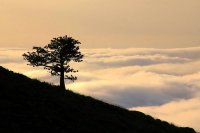 جنگل های ایران روی ابر