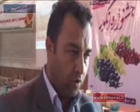 جشنواره انگور در خوی