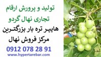 فروش انواع نهال گردو- 09120782891