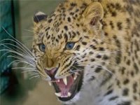 Voice leopard, leopard roar, scream leopard, leopard sound | Рев леопарда, крик леопарда