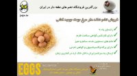 juje.ir فروشگاه تخصصی انواع مختلف دستگاه های جوجه کشی و تخم های نطفه دار با راندمان هچ بسیار بالا