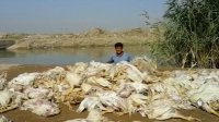 ماجرای مرغ های رها شده در آب