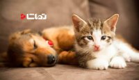 سگ ها بهترن یا گربه ها