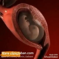 مراحل لقاح و شکل‌گیری جنین