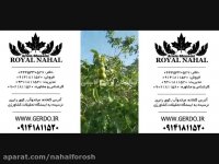 نهال گردو دیرگل-پایه کوتاه-اصلاح شده-زود بازده 09141811520