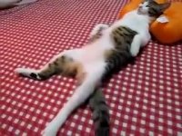 وضعیت من به گرانی دلار