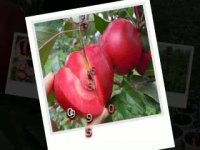 نهال سیب توسرخ- ردلاو- نهالستان پارس- 09152157465