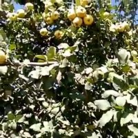 درخت به- نهال به- نهالستان پارس