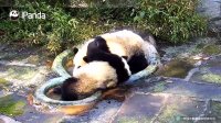 Pandas Fighting While Bathing | iPanda