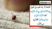 چرا کنه ها موجودات خطرناکی به شمار می آیند؟ | سم کنه کش خارجی
