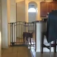 پرش فوق العاده دیدنی و بامزه سگ خونگی