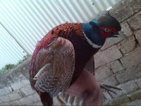 فروش انواع تخم نطفه دار قرقاول طاووس مرغ های زینتی