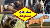 خطرناک ترین سگ های جهان که در آمریکا هم ممنوع هستن