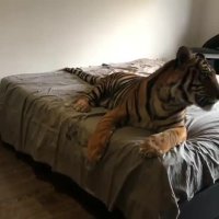 به این می گن حیوون خونگی