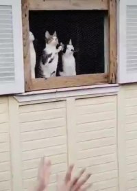 جذاب ترین و بهترین تماشاگران ورزشی