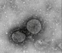 تحقیق و سخنرانی اولی دانشجوی چینی درباره ویروس کرونا