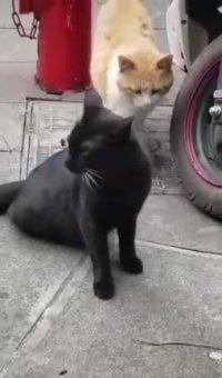 وقتی داری مخ میزنی دوست دخترت یهو سر میرسه😂