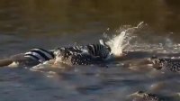 شکار گورخر توسط کروکودیل در آب