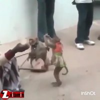 میمون های هنرمند