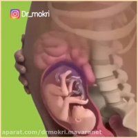 انیمیشنی درباره مراحل تشکیل جنین