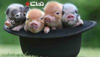 کلیپ جالب از خوک های بامزه