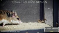 شکارچیان طبیعی عقرب ها | سم قوی و کشنده برای دفع عقرب