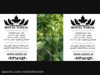 خرید نهال گردو چندلر پیوندی و نهال گردو ترکیه 09141811520