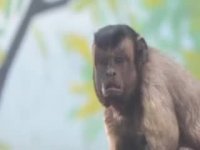 میمونی با صورت عجیب