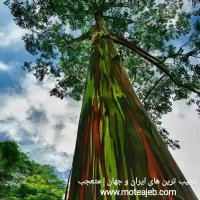 مجموعه ای از درختان عجیب