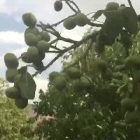 نهال گردو ژنوتیپ برتر