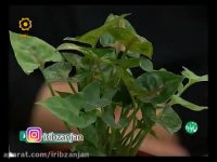 گل و گیاه - گل های مینیاتوری