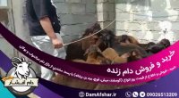 انواع بز کردی و بزغاله کردی جهت پروار بندی