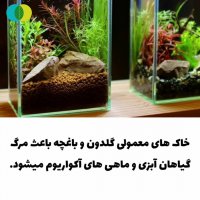 گیاهان آبزی