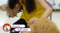 خرید گربه
