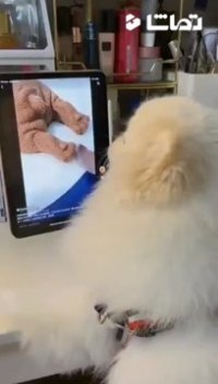 چیز های خنده دار : ترسوندن سگ با چاقو