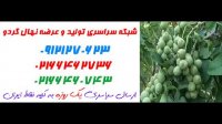 تولید و فروش انواع نهال گردوی چندلر 09120460354